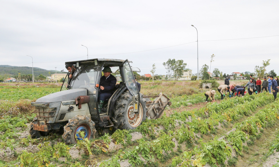 Trên những cánh đồng sản xuất vụ Xuân...