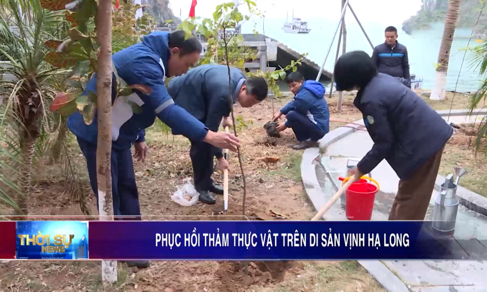 Phục hồi thảm thực vật di sản vịnh Hạ Long