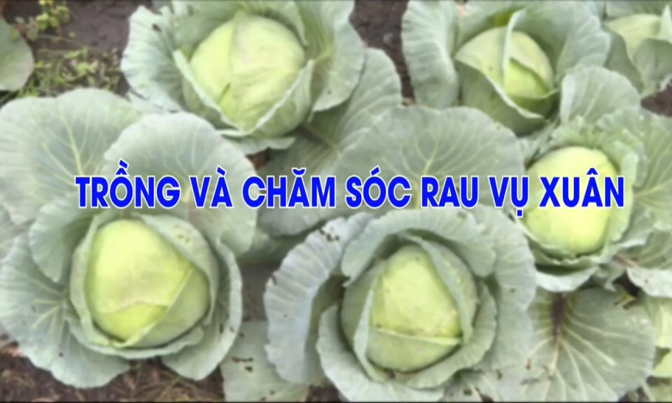 Trồng và chăm sóc rau vụ xuân