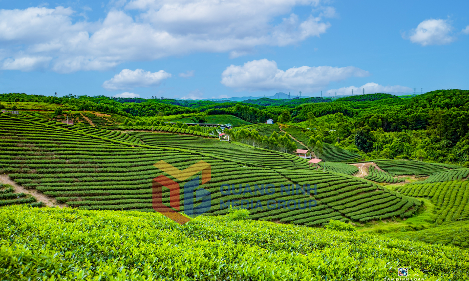 Sản xuất chè tại Hải Hà