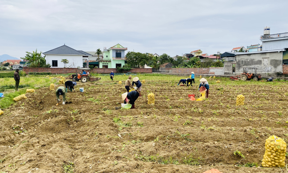 Nông dân phấn khởi thu hoạch đầu xuân