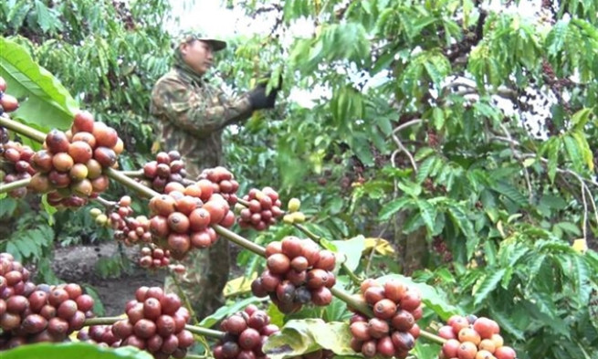 Coffee prices hit record highs, heightening speculation risks