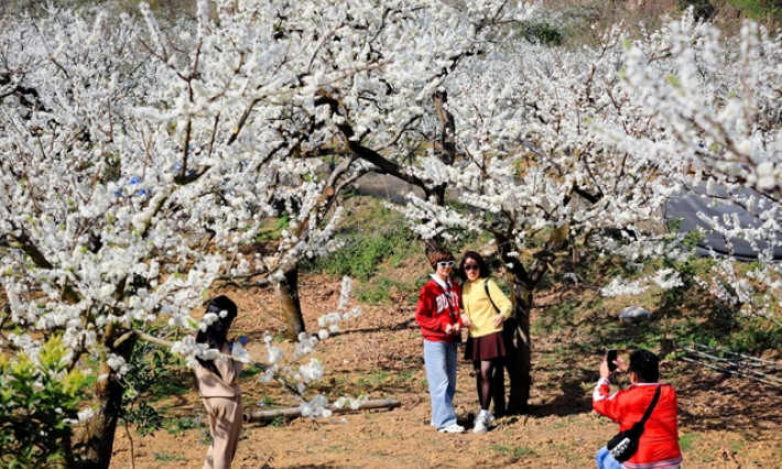 Plum blossom season, a romantic escape to Mộc Châu