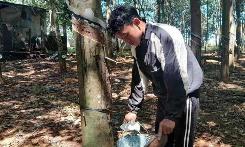 Vietnam’s rubber export expected to hit 11 billion USD in 2025 