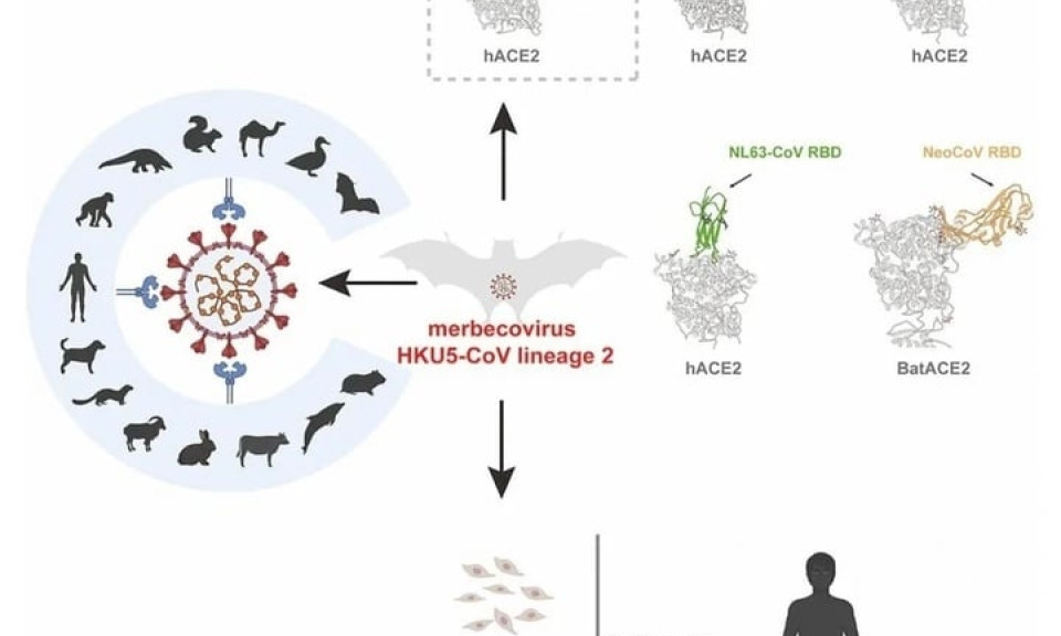 Trung Quốc phát hiện virus corona mới ở dơi có cơ chế lây giống COVID-19