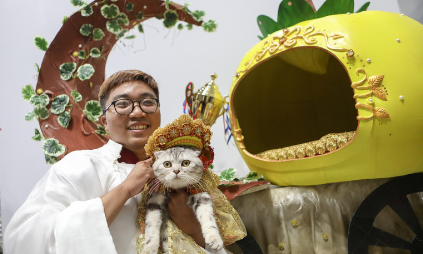 250 thú cưng diện trang phục độc đáo, catwalk so tài tại TPHCM