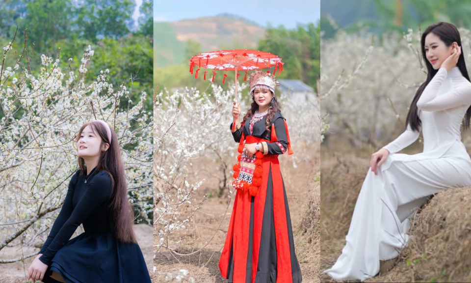 The plum blossom season in Binh Lieu