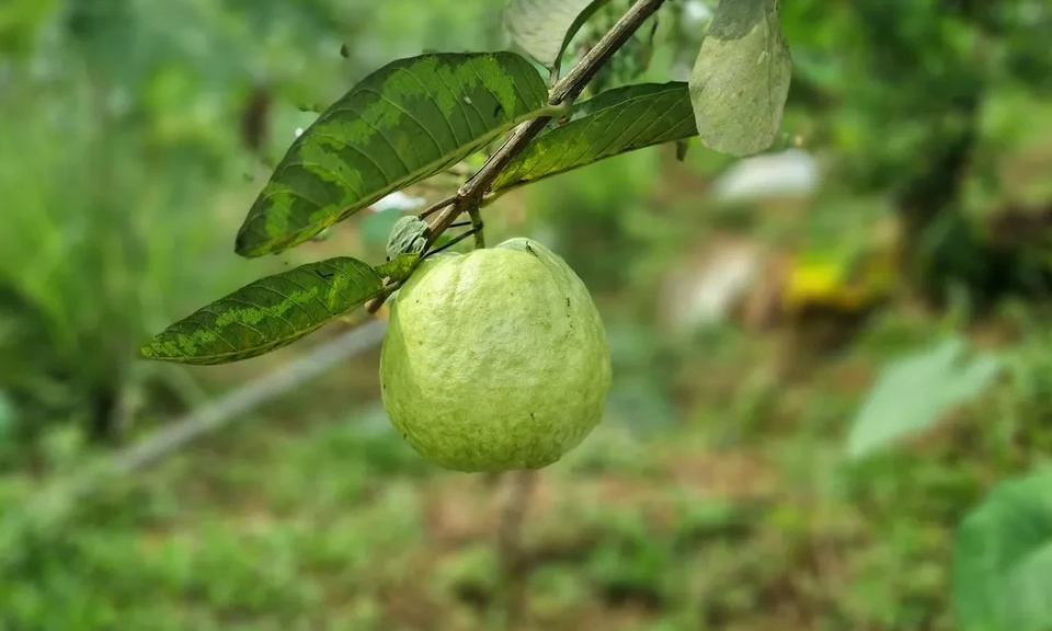 Bảo vệ sức khỏe trước thời tiết mưa phùn, nồm ẩm