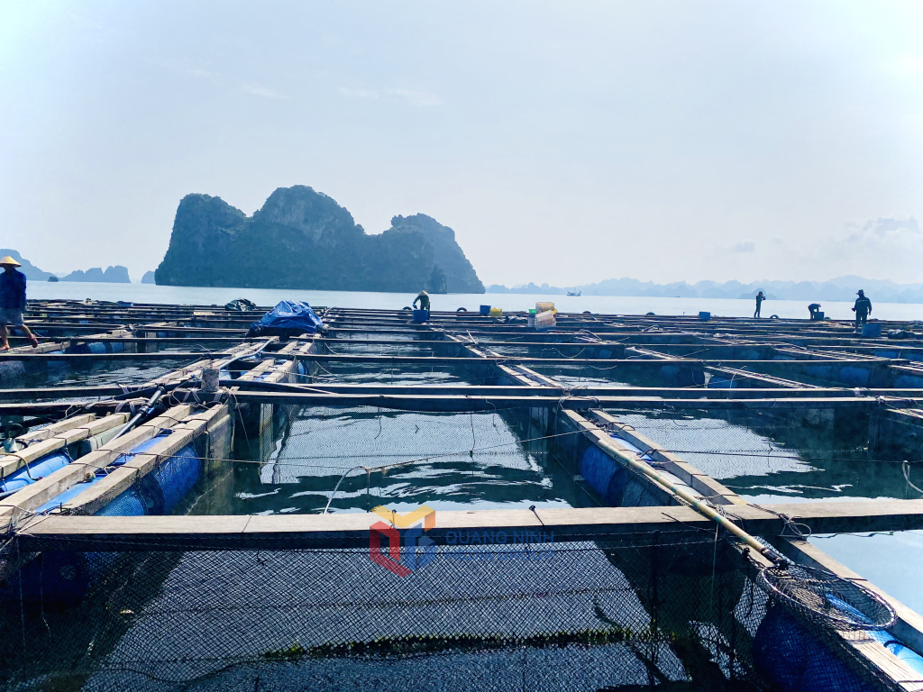 Các hộ dân nuôi cá lồng bè tại khu vực đảo Ông Cụ, phường Cẩm Đông, TP Cẩm Phả.