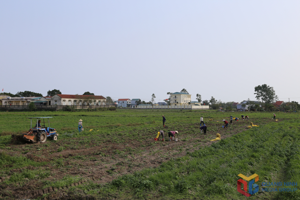 Nông dân xã Hải Đông (Móng Cái) thu hoạch khoai tây