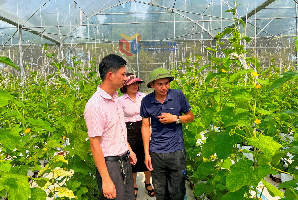 Mô hình trồng dưa lưới của anh Trương Thế Đô- Thanh niên xã Đại Bình, huyện Đầm Hà- cho lợi nhuận 400 triệu đồng/năm. Ảnh: Vân Anh.