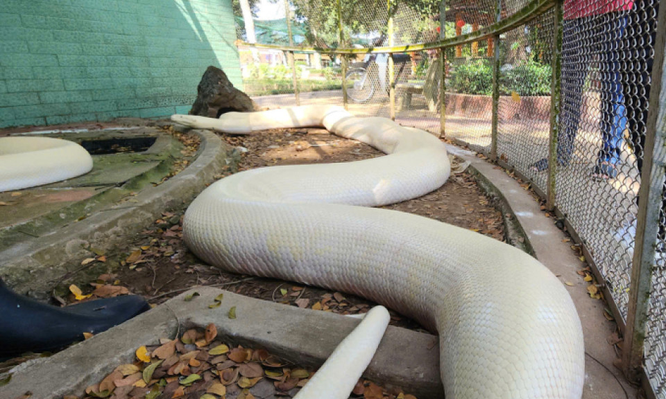 Người dân giao nộp trăn bạch tạng quý hiếm nặng 100 kg