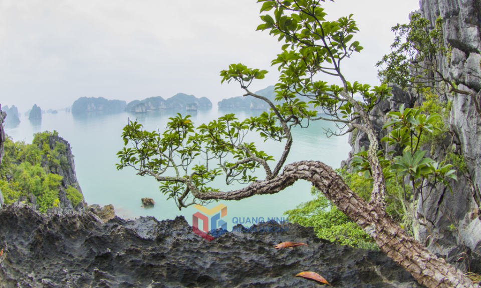 Ha Long Bay in spring