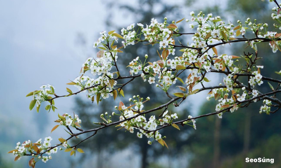 Lên Si Ma Cai ngắm hoa lê trắng