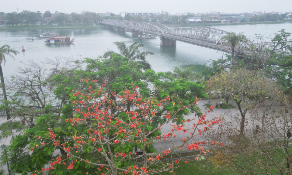 Mùa hoa gạo bên dòng sông Hương