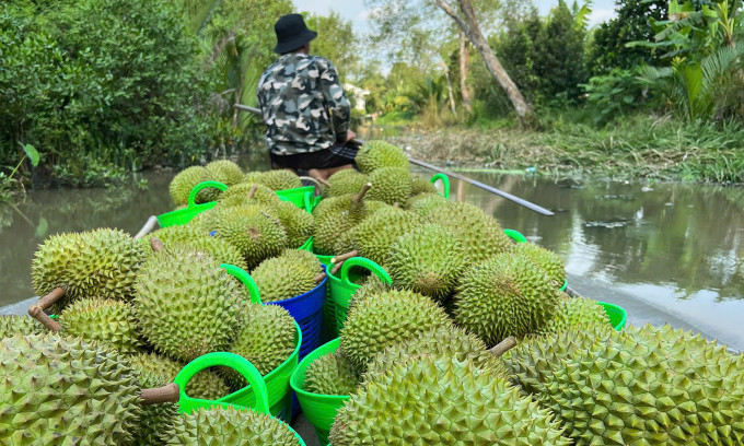 Siết kiểm tra chất vàng O, xuất khẩu rau quả sang Trung Quốc giảm mạnh