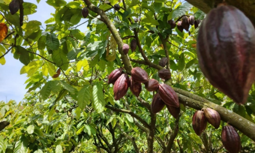 Cacao tăng giá gấp đôi, lên 260.000 đồng một kg