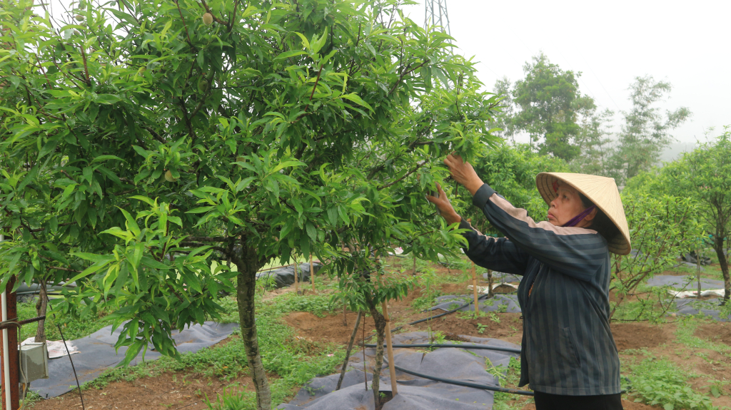 Trồng đào phai đã đem lại hiệu quả kinh tế cao cho người dân xã Hạ Long (huyện Vân Đồn).