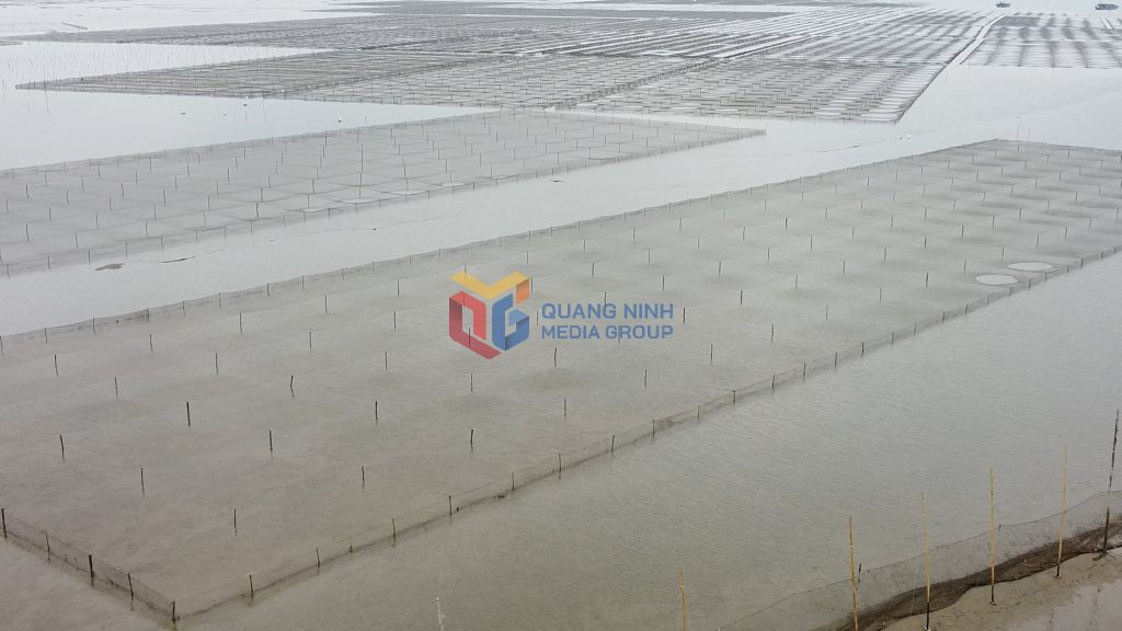 Diện tích nuôi trồng thủy sản tại xã Quảng Minh có 1 khu vực được quy hoạch với diện tích 211ha là bãi triều.