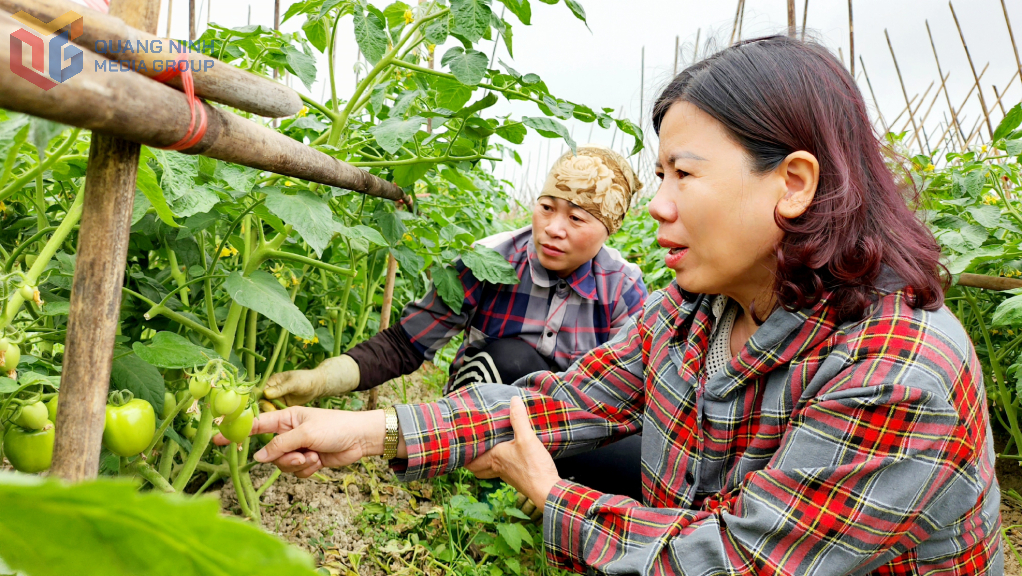 chị thà hướng dẫn xã viên trồng rau theo quy trình, htx hoa phong