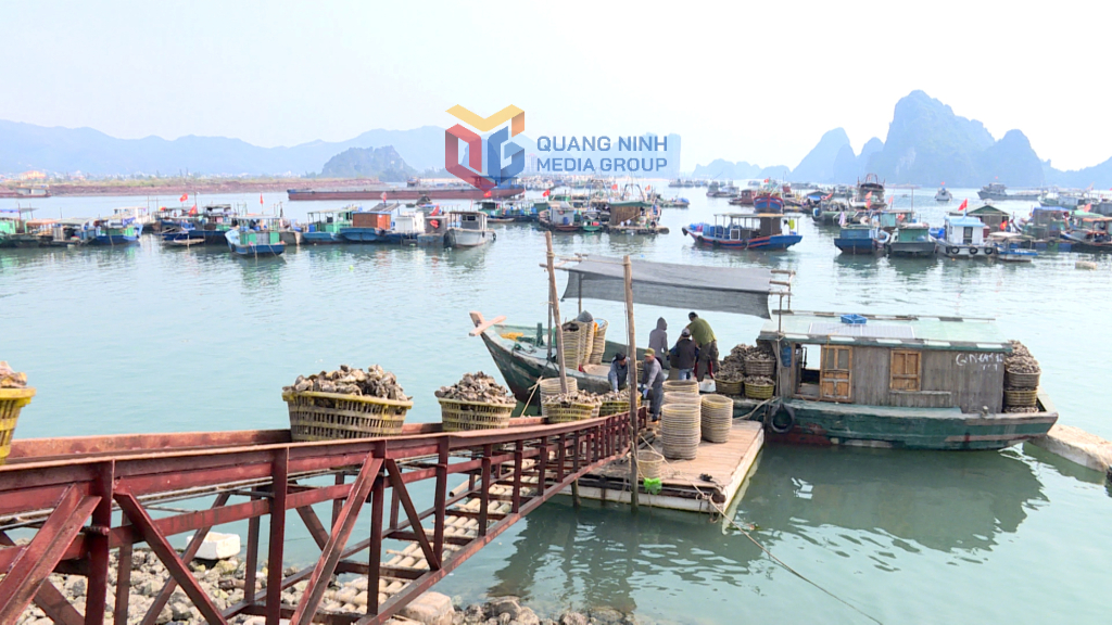 Sản lượng hàu thu hoạch trong tháng 4/2025 đạt trên 7.000 tấn, tăng gấp đôi so với tháng 3.