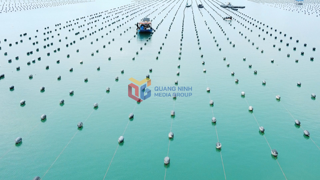 4 tháng đầu năm 2025, giá trị tăng trưởng của lĩnh vực nông lâm ngư nghiệp của huyện Vân Đồn ước đạt 297,5 tỷ đồng.