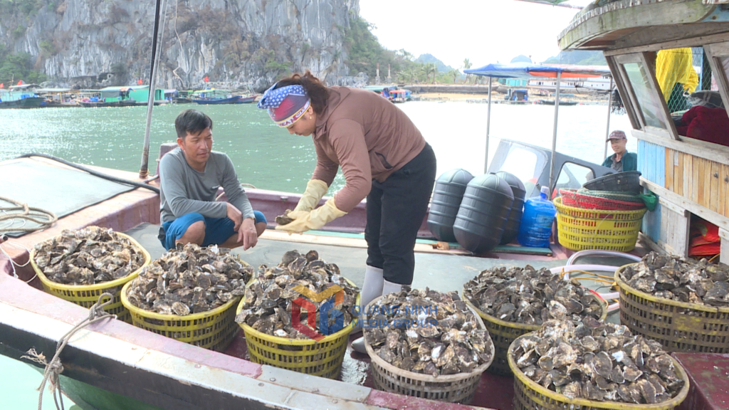 Anh Nguyễn Văn Thắng ở xã Đông Xá (huyện Vân Đồn) chở hàu vào Cảng cá Cái Rồng để test hàng trước khi thu hoạch nhiều.
