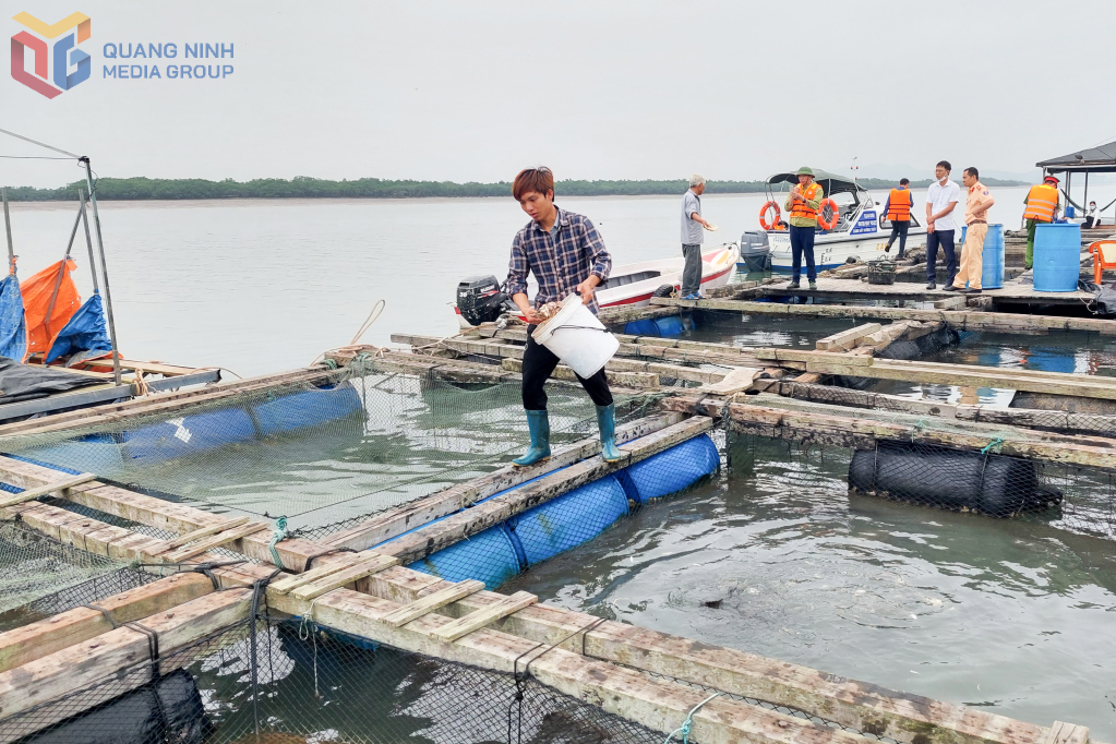 Nuôi cá biển tại vụng Thoi Dây, thôn Phúc Tiến, xã Tân Lập (Đầm Hà)
