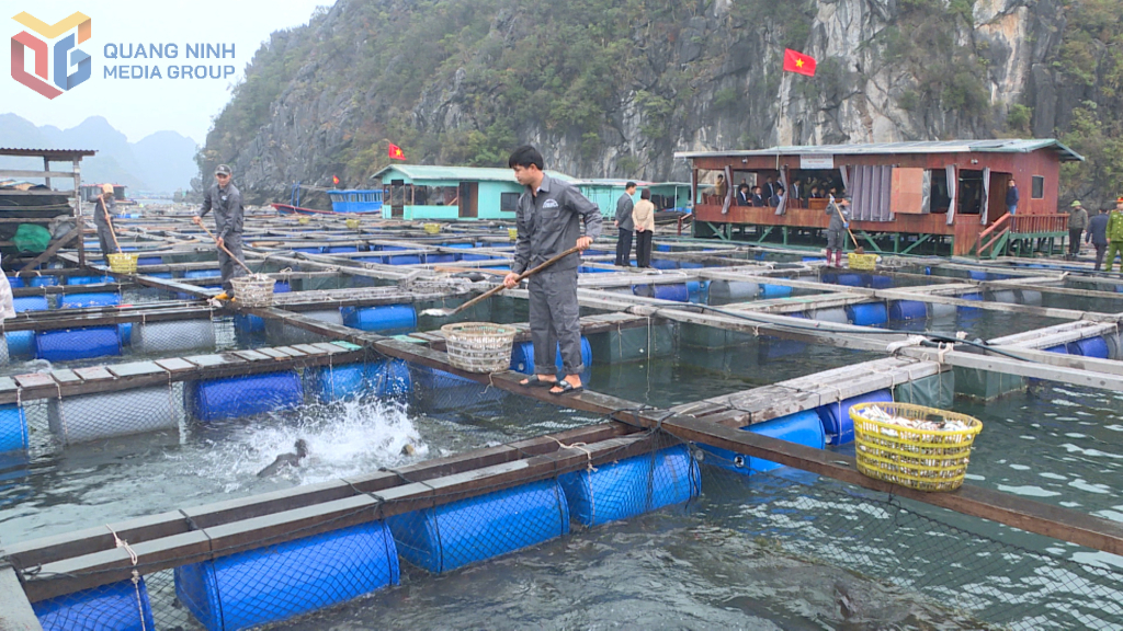 Năm 2024, sản lượng nuôi trồng của TP Cẩm Phả đạt 19.100 tấn và mang lại giá trị kinh tế gần 1.200 tỷ đồng (Ảnh: Hải Hà)
