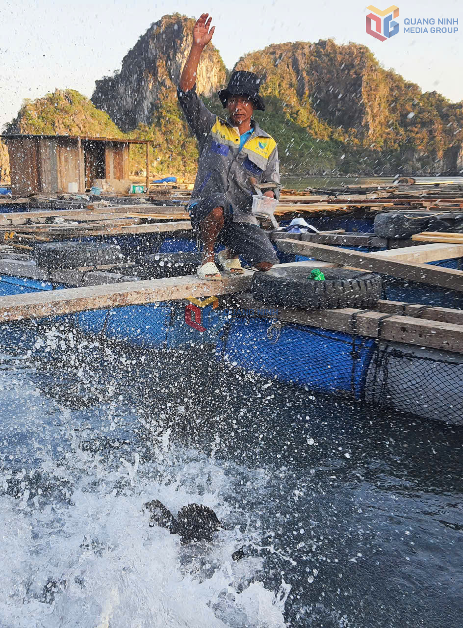 Nuôi cá biển
