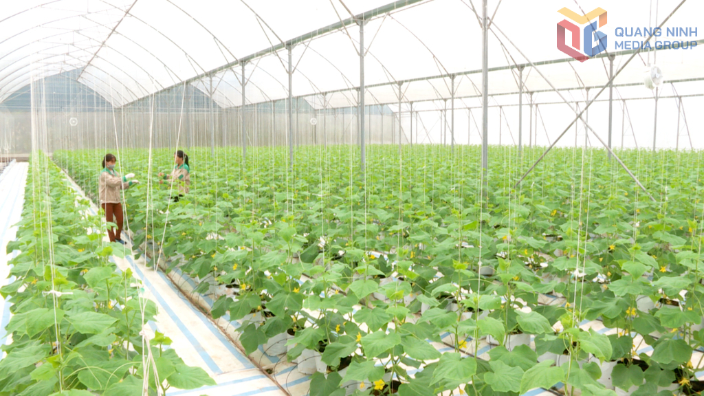 Mô hình trồng dưa lưới, rau thủy canh theo hướng nông nghiệp sạch, công nghệ cao của Công ty CP Thương mại và Xây dựng Đầm Hà góp phần nâng cao đời sống kinh tế cho người dân trên địa bàn huyện. Ảnh: Lê Nam