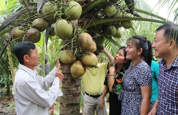 Tăng thêm lợi thế cạnh tranh cho dừa Việt Nam - Ảnh 1. Tăng thêm lợi thế cạnh tranh cho dừa Việt Nam - Ảnh 1.