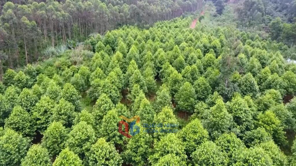Cánh rừng trồng ở xã Đồn Đạc, huyện Ba Chẽ đủ tiêu chí để cấp chứng chỉ rừng bền vững.