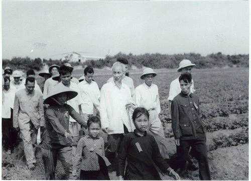 Bác Hồ về thăm cánh đồng khoai ở Cô Tô ngày 9/5/1961. Ảnh tư liệu của Bảo tàng Hồ Chí Minh.