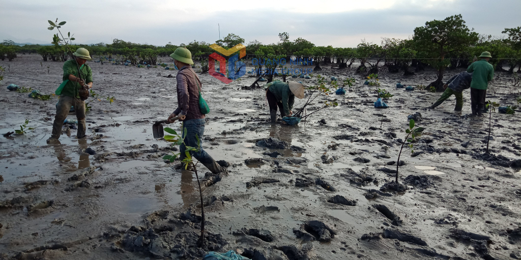 Anh Hà Văn Hoa cùng người dân thôn 9, xã Quảng Phong trồng bổ sung vào RNM tự nhiên.
