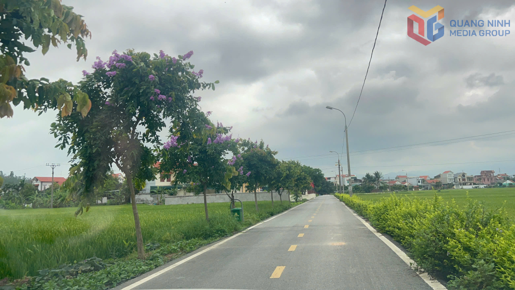 Đường vào khu Mễ Xá 1 sạch đẹp, với những hàng cây bằng lăng tô điểm.