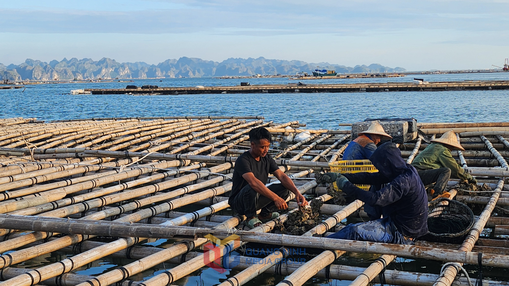 Người dân Quảng Yên nuôi hàu