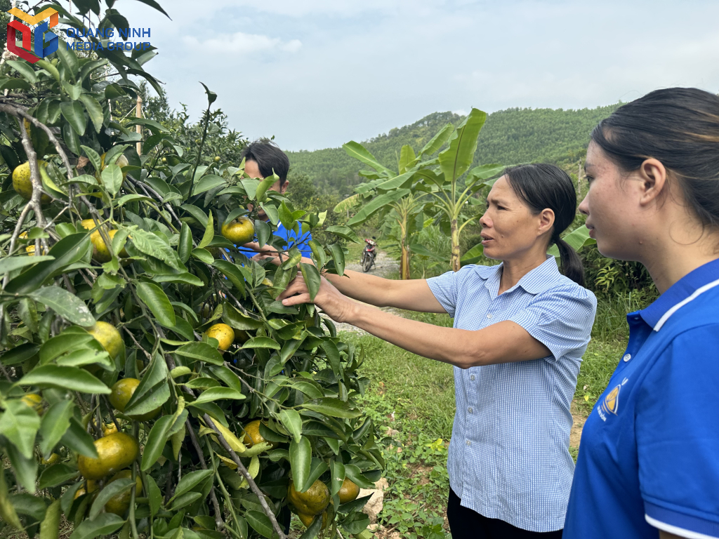 Cây cam mang lại hiệu quả kinh tế cao cho người dân xã Vạn Yên, huyện Vân Đồn.