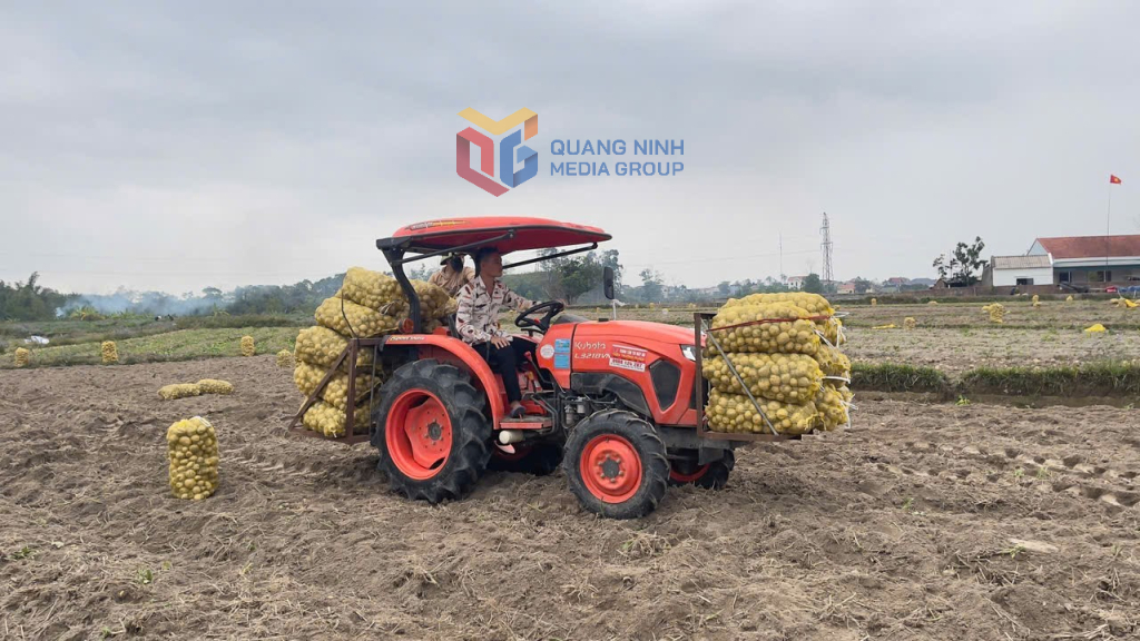 Nông dân thôn Nà Bấc, xã Đông Hải, huyện Tiên Yên huy động cơ giới hoá để thu hoạch khoai tây Atlantic