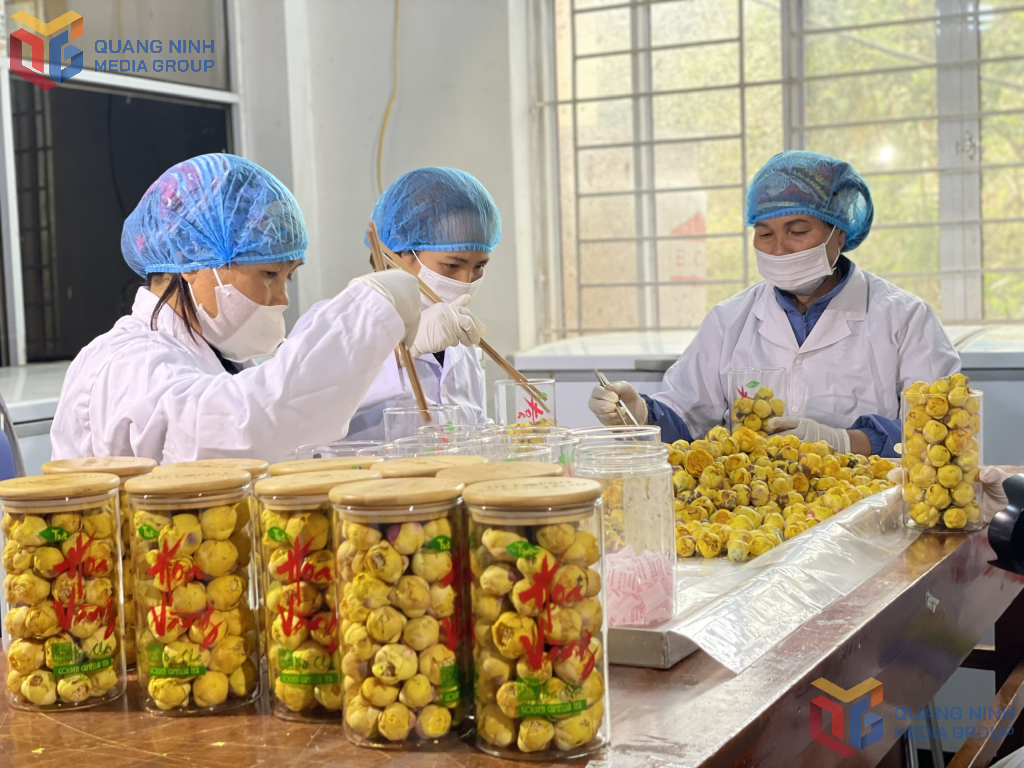 Cơ sở sản xuất trà hoa vàng của ông Nịnh Văn Trắng, xã Đạp Thanh, huyện Ba Chẽ đang tạo công ăn việc làm cho nhiều bà con nông dân người DTTS trên địa bàn.