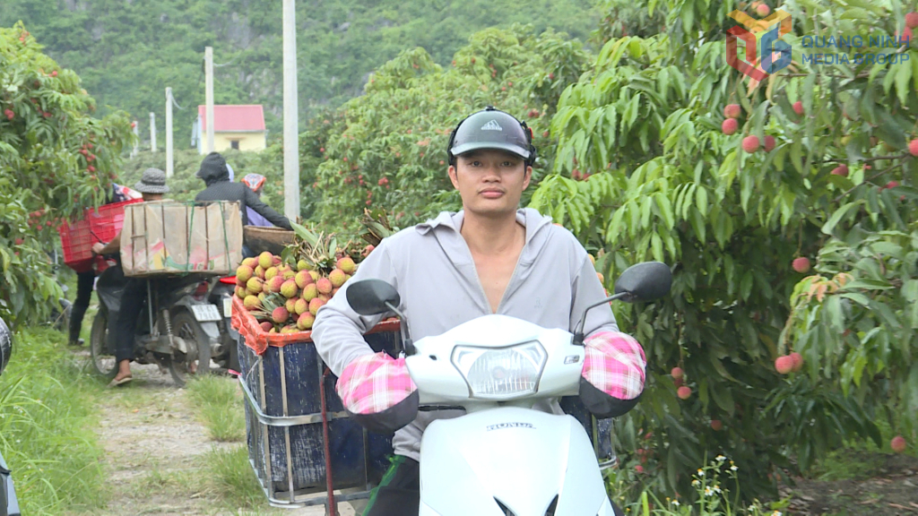 Nông dân phấn khởi thu hoạch vải chín sớm.
