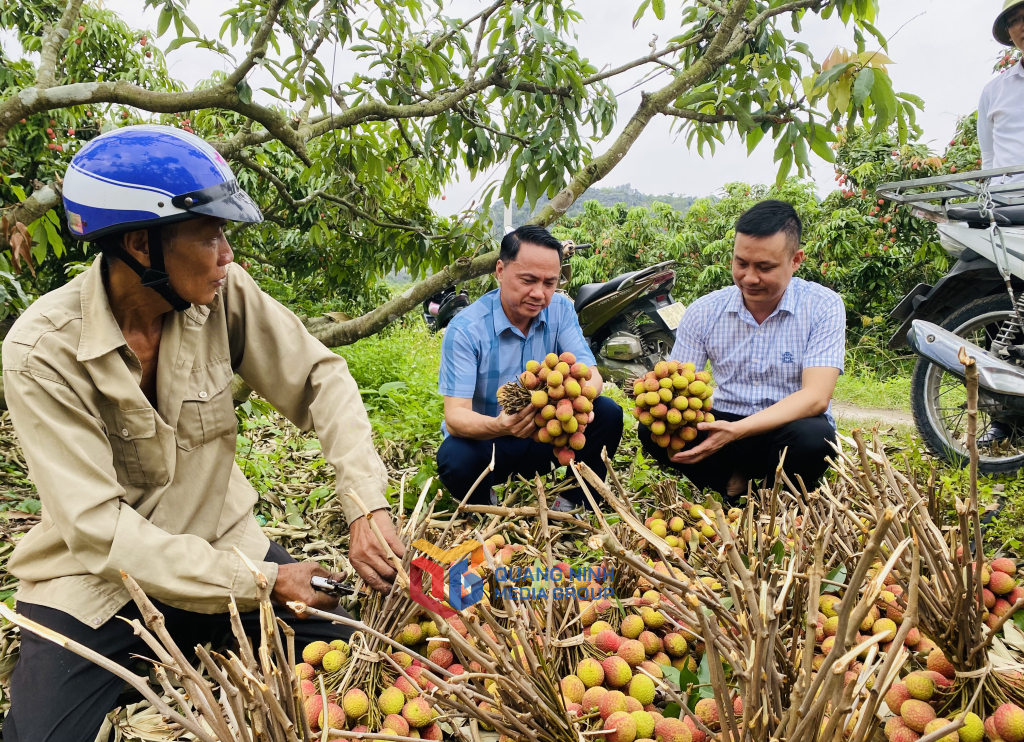 Diện tích trồng vải chín sớm ở Đông Triều, Uông Bí được nông dân áp dụng quy trình Vietgap canh tác.
