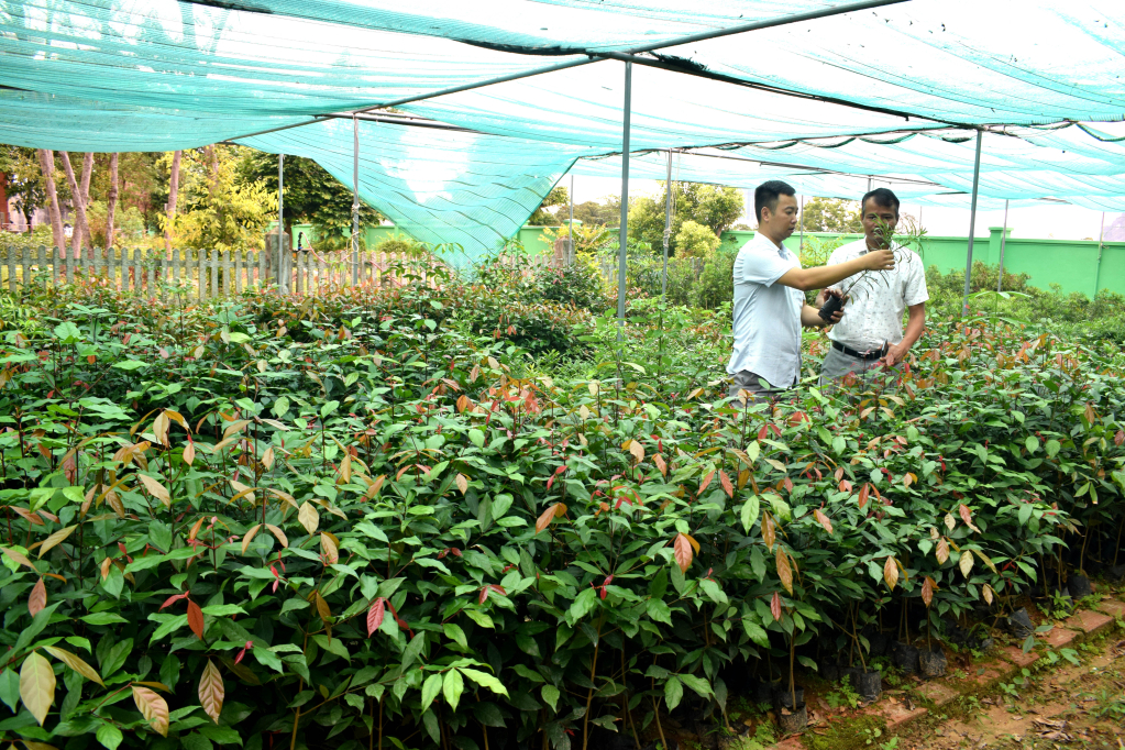 Khu vực ươm giống cây trai lý, một loài cây gỗ rất tốt người dân đảo xưa thường dùng làm đình chùa
