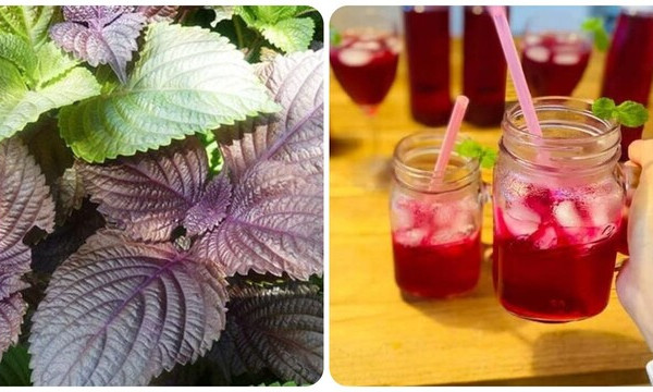Tác dụng của lá tía tô khi nấu nước uống