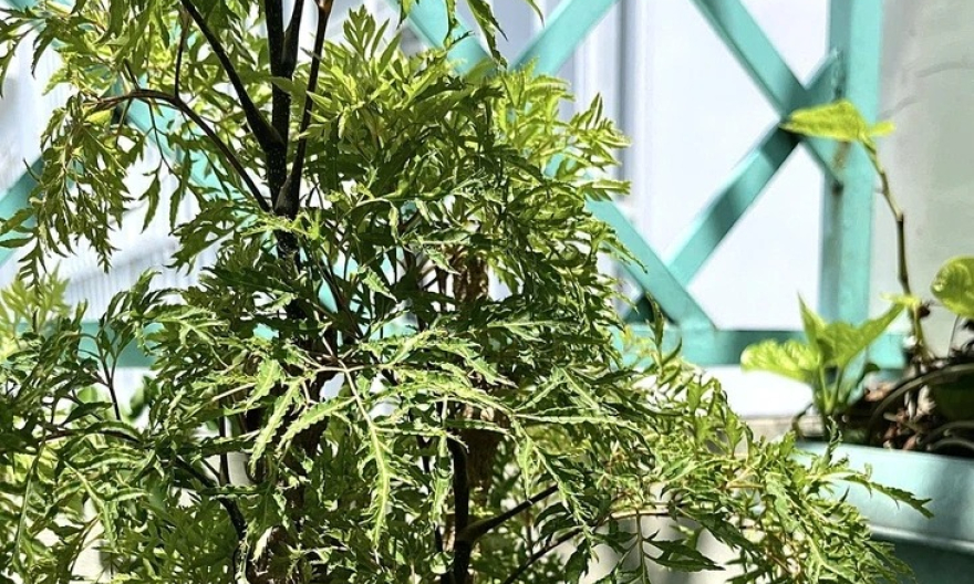 Lá đinh lăng được coi là 'sâm của người nghèo', vì sao?