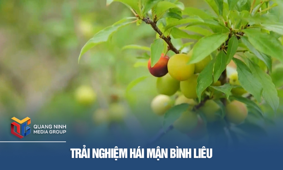 Trải nghiệm hái mận Bình Liêu