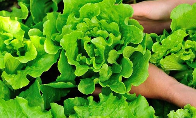 Những loại rau mùa hè dễ nhiễm ký sinh trùng