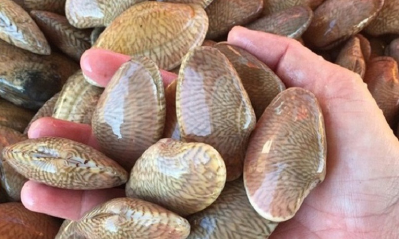 Xuất khẩu nhuyễn thể có vỏ tăng mạnh, mở rộng thị trường sang Trung Quốc