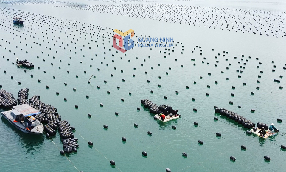 Oyster harvest season gets underway in Van Don