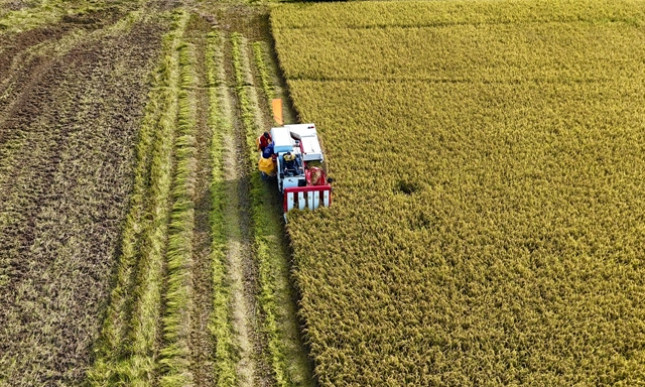 Mekong Delta to expand high-quality, low-emission rice cultivation